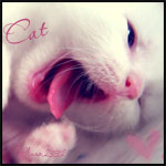Кошки и котята Cat (зевающий котенок) аватар