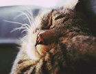 Кошки и котята Кошка спит аватар