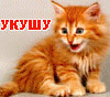 Кошки и котята Укушу аватар