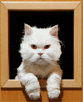 Кошки и котята Кошка в окошке аватар