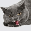 Кошки и котята Агрессор русская голубая аватар