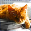 Кошки и котята Кошка отдыхает, лежа на книгах аватар