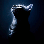 Кошки и котята Кошка при лунном свете аватар