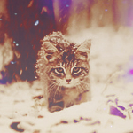 Кошки и котята Кошка идет в лесу под снегом аватар
