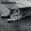 Кошки и котята Кошка отдыхает (хррррь...) аватар