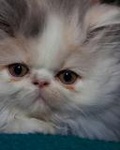 Кошки и котята Красивый персидский кот аватар