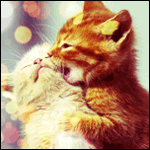 Кошки и котята Рыжий котенок покусывает белого собрата аватар