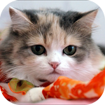 Кошки и котята Безобидный котенок аватар