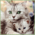 Кошки и котята Кошка-мама аватар