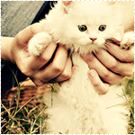Кошки и котята Кошка в ласковых руках аватар