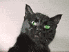Кошки и котята Черный кот из фильма иван васильевич меняет профессию аватар