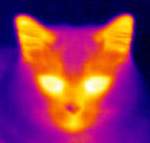 Кошки и котята X-ray (кошкина морда через тепловизор) аватар