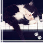Кошки и котята Красивый котенок спит на клавишах пианино аватар