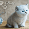 Белый котёнок (kitty)