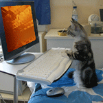 Кошки и котята Кот за компьютером аватар