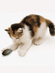 Кошки и котята Кошка играет с гранатой аватар