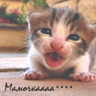 Кошки и котята Крохотный котёнок (мамочкаааа....) аватар