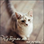 Кошки и котята Кошка (ну возьми меня на ручки) аватар