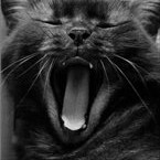 Кошки и котята Кошка сладко зевает аватар
