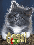 Кошки и котята Ангельский котенок! аватар