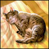 Кошки и котята Кошка на подушке аватар