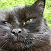 Кошки и котята Кошка Алиса недовольна аватар