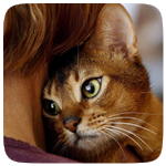 Кошки и котята Кошка прижимает мордочку к шее держащей ее девушке аватар