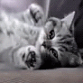 Кошки и котята Балдеет(котенок из рекламы) аватар