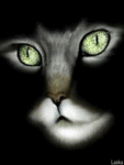 Кошки и котята Кошка с мигающими глазами аватар