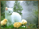 Кошки и котята Кошка с цыплятами на берегу реки аватар
