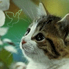 Кошки и котята Кошка ловит виртуальную пичугу аватар