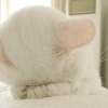Кошки и котята Кошка уткнулась мордочкой в лапки аватар