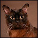 Кошки и котята Красивый кот на коричневом фоне аватар
