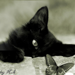 Кошки и котята Кошка с бабочкой аватар