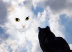 Кошки и котята Кошки скучают аватар
