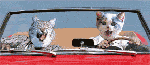 Кошки и котята Кошки в машине аватар