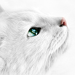 Кошки и котята Кошка с зелеными глазами подняла голову вверх аватар