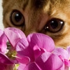 Кошки и котята Кошка с цветком аватар