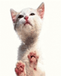 Кошки и котята Лизун аватар