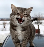 Кошки и котята Четкий кот на лобовом стекле авто аватар