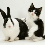 Кошки и котята Кролик и котик аватар