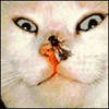 Кошки и котята Кошка сводит оба глаза на муху сидящую у нее на носу аватар