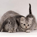 Кошки и котята Кролик и кот аватар