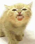 Кошки и котята Бежевый котик аватар