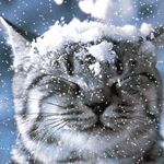 Кошки и котята Кошка и снег аватар