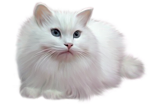 Кошки и котята Белая и очень пушистая кошка аватар