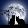 Кошки и котята Кошки на крыше аватар