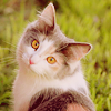 Кошки и котята Кошка в траве аватар