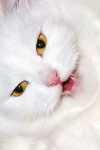 Кошки и котята Белая киса  ворчит аватар
