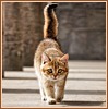 Кошки и котята Кошка - гуляет сама по себе аватар